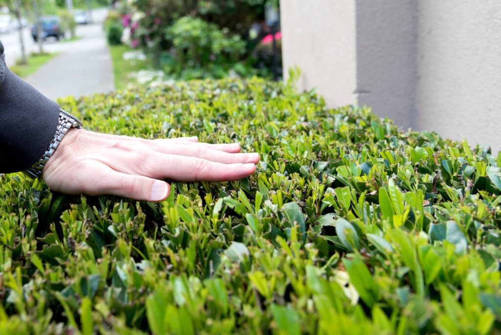 Hand over landscaped hedges