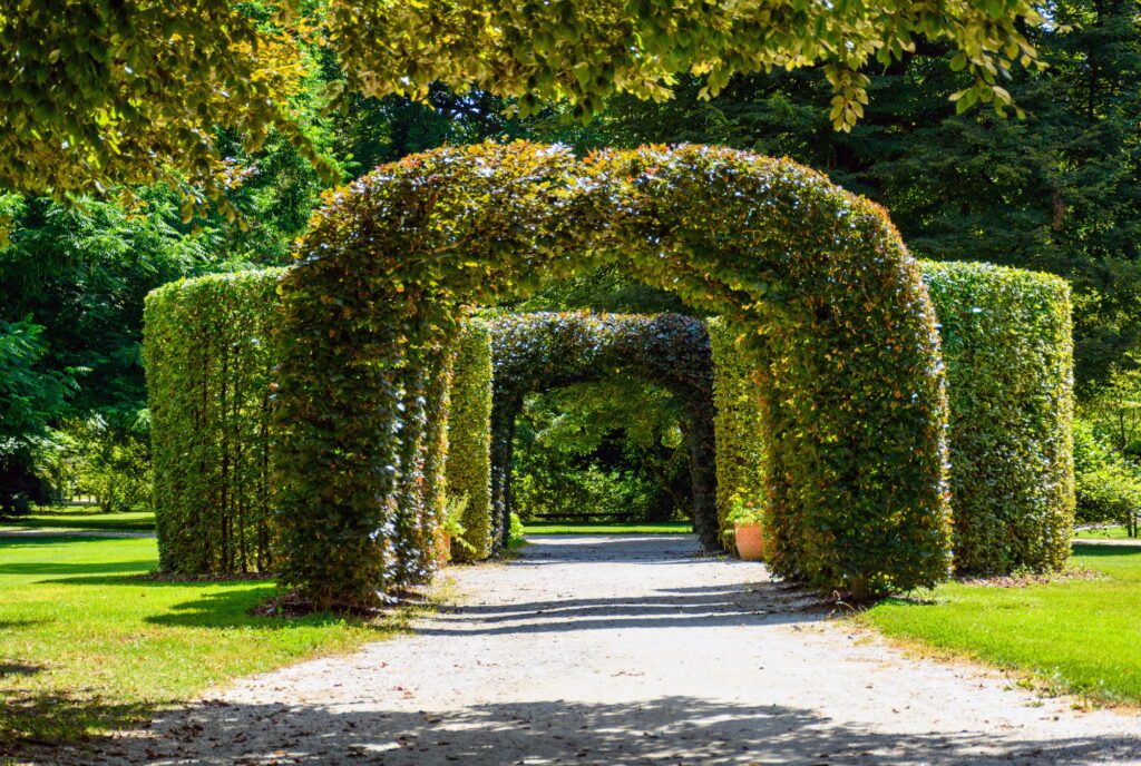 Pathway in beautiful park with lush greenery and arch shaped hedge.